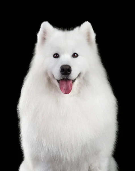 Retrato de perro samoyedo —  Fotos de Stock