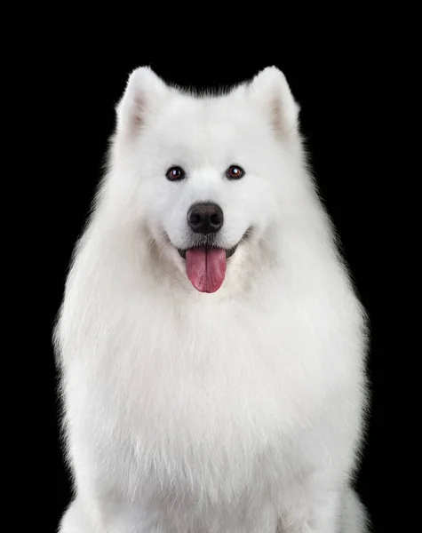 Samoyed cane ritratto — Foto Stock