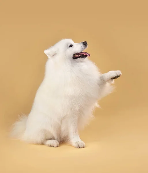 Chien drôle Samoyed — Photo