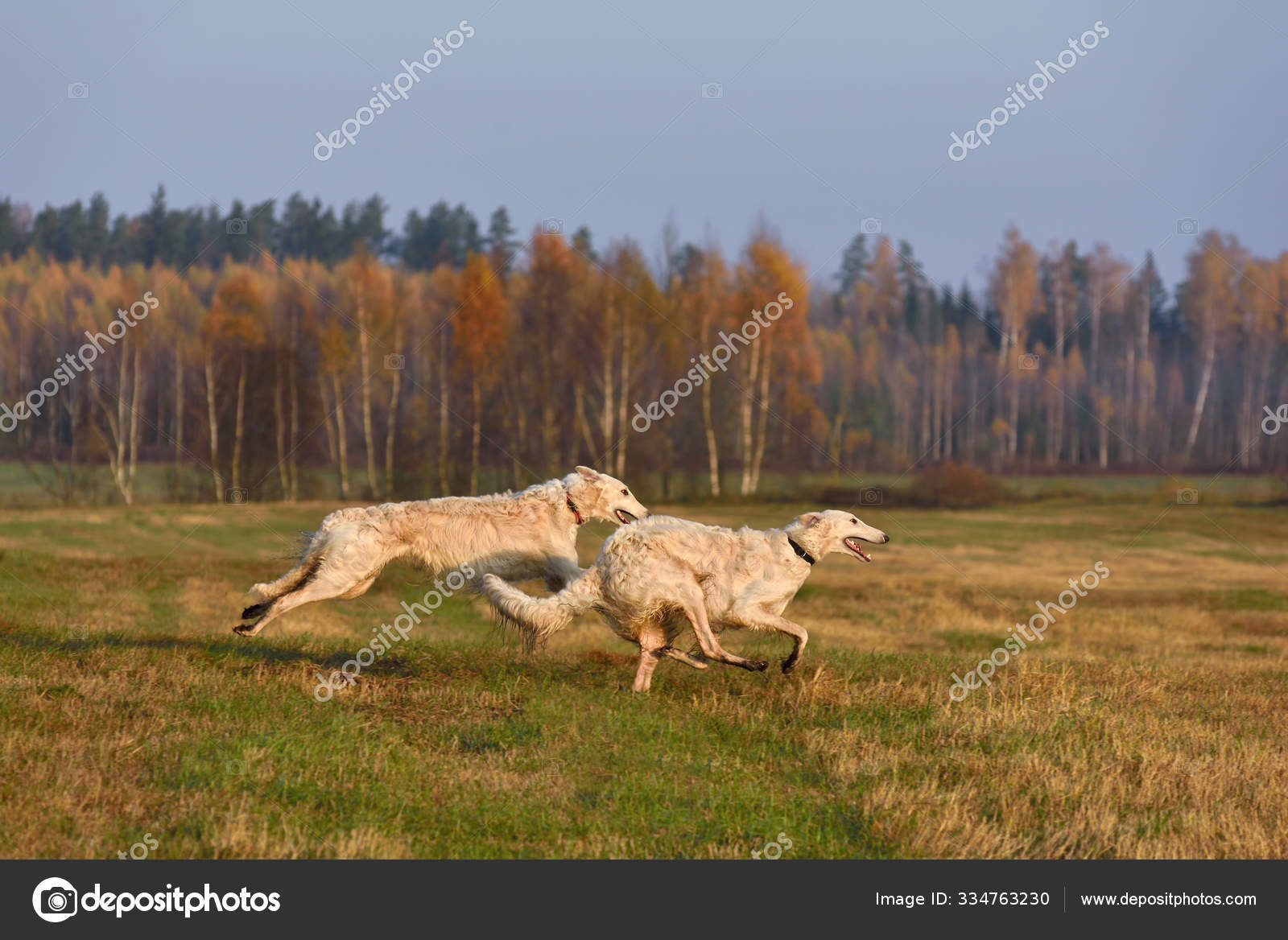 Beautiful Russian Borzoi Dogs Stock Photo C Ealisa 334763230