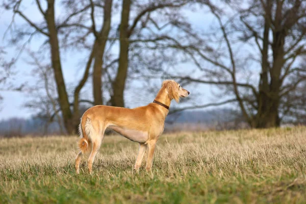 Hunting dog on a rural field background — Stock Photo, Image