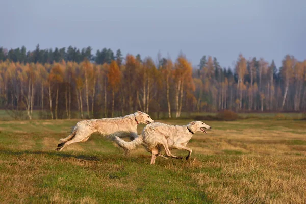 Krásný ruský borzoj psi — Stock fotografie