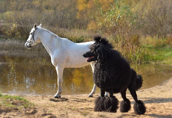Black poodle with white horse — 스톡 사진
