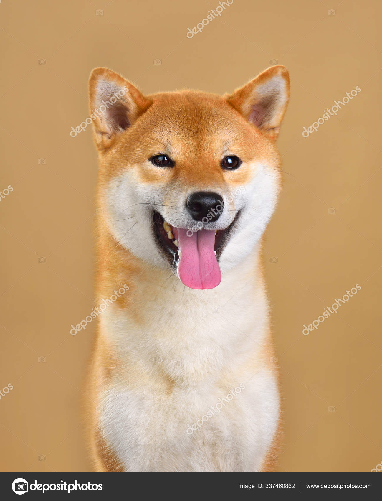 Cute Shiba Inu Dog Stock Photo Image By C Ealisa