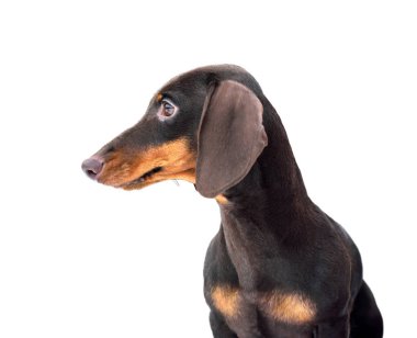 Kahverengi ve bronz minyatür yumuşak dachshund