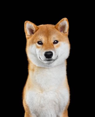Shiba inu köpek portresi