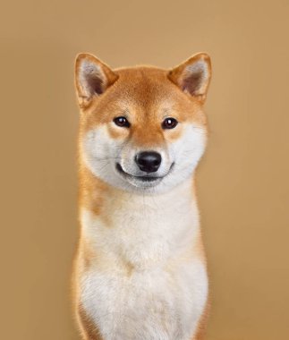 Shiba Inu köpek gülümsüyor