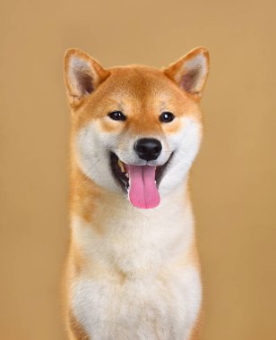 Shiba Inu köpek