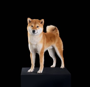 Kırmızı shiba Inu köpek