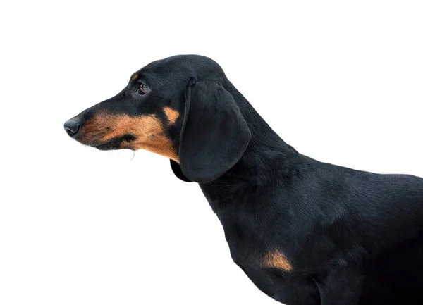 Preto e bronzeado dachshund liso em miniatura — Fotografia de Stock