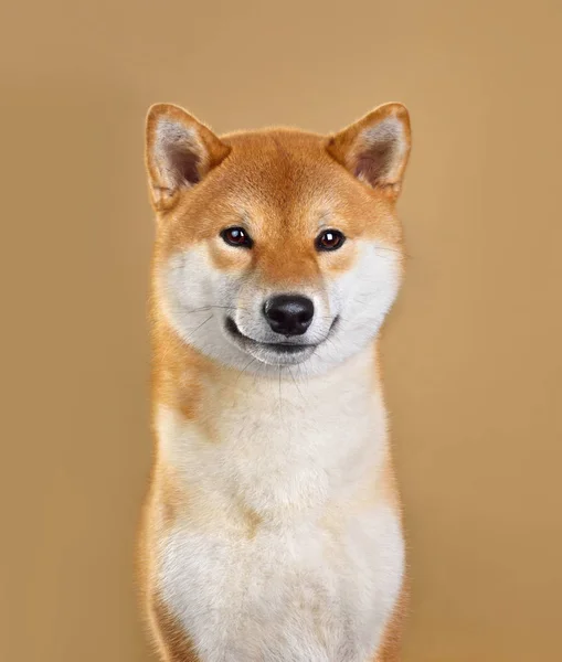 Lächelnder shiba inu Hund — Stockfoto