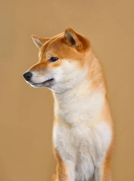 Carino Shiba inu cane — Foto Stock