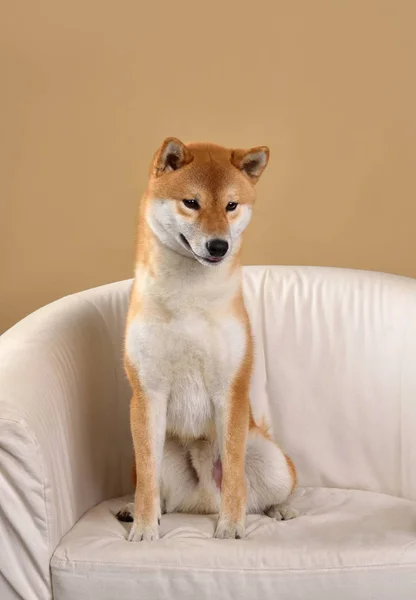 Piros shiba inu kutya — Stock Fotó