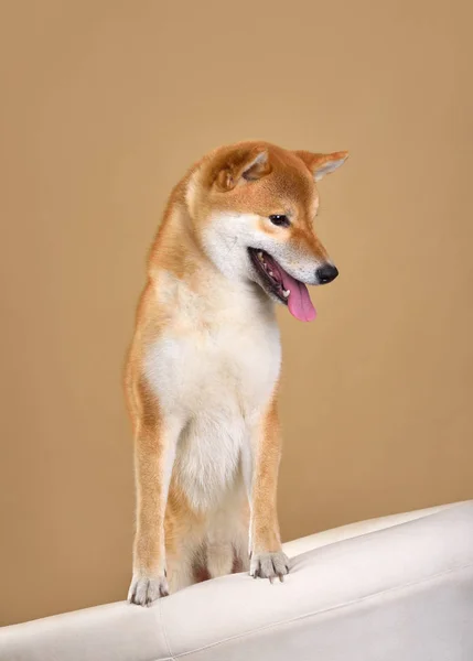 Czerwony shiba inu pies — Zdjęcie stockowe