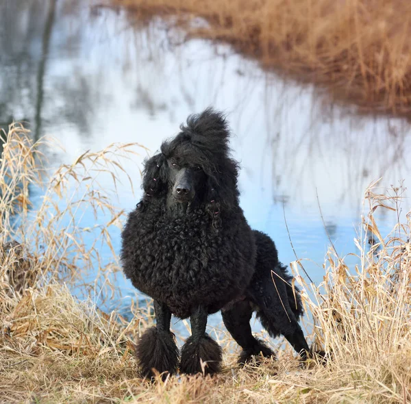Royal black poodle — Stock Photo, Image