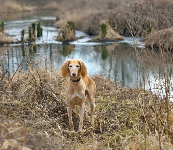 Jakt hund på landsbygden fält bakgrund — Stockfoto