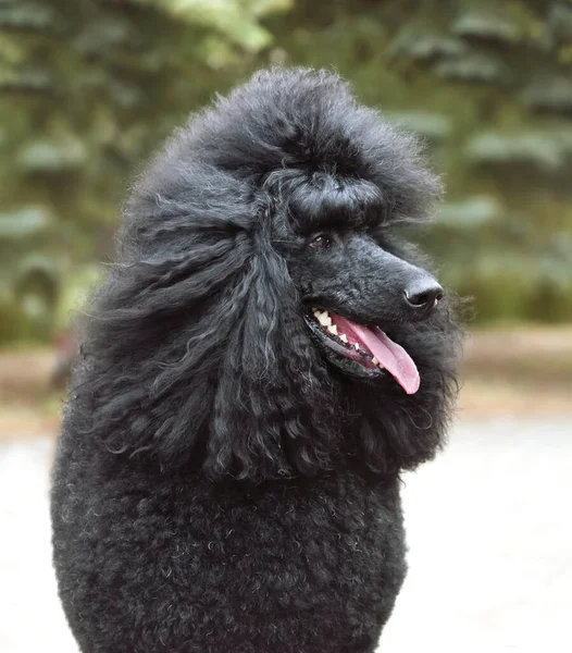 Portrait Beautiful Royal Black Poodle Sitting Green Backgraund — Stock Photo, Image