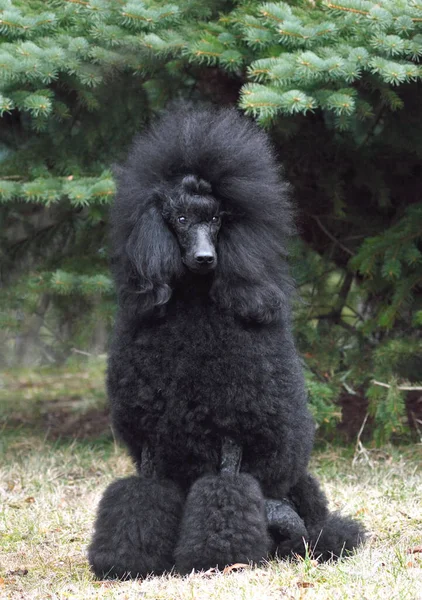 Standart Black Poodle Continental Clip Sitting Green Backgraund — Stock Photo, Image