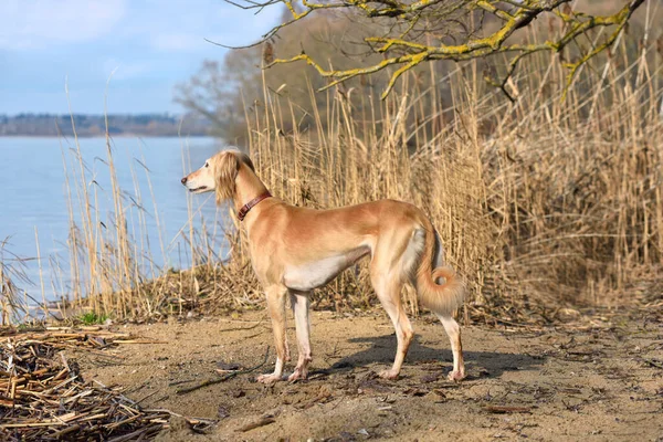Vacker Borzoi Hund Saluki Eller Kazakiska Greyhounds Tazy Står Flod — Stockfoto