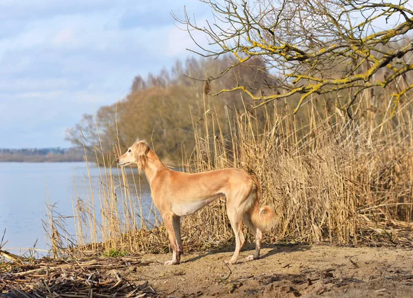 Hermoso Perro Borzoi Saluki Galgos Kazajos Tazy Pie Sobre Fondo — Foto de Stock