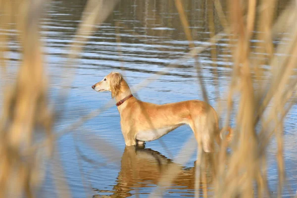 Beau Chien Borzoi Saluki Lévriers Kazakhs Fou Debout Dans Eau — Photo