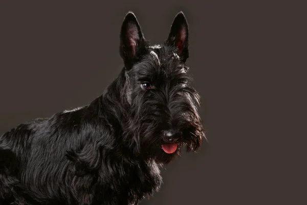 Retrato Belo Cachorrinho Seis Meses Scotch Terrier Fundo Preto — Fotografia de Stock
