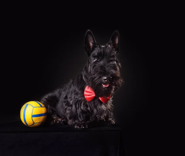 Sześciomiesięczny Szczeniak Scotch Terrier Czerwonym Krawacie Bawiący Się Żółtą Piłką — Zdjęcie stockowe