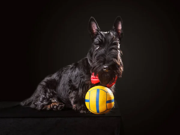 Hermoso Cachorro Scotch Terrier Corbata Roja Jugando Con Bola Amarilla — Foto de Stock