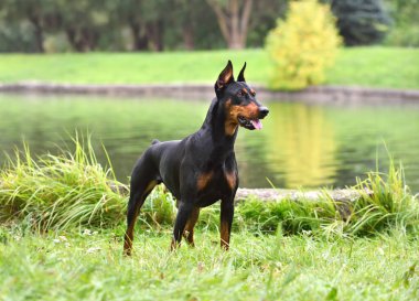 Tan-and-black German Pinscher nehir kıyısında duruyor