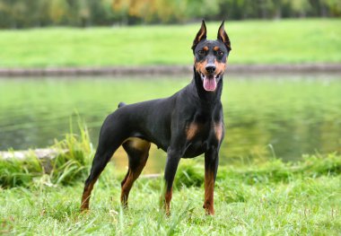 Güzel bronz tenli ve siyah Alman Pinscher nehir kenarında oturuyor.