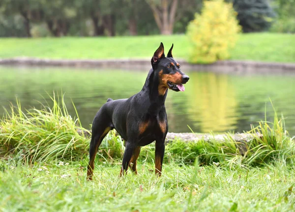 Tan Negro Alemán Pinscher Pie Sobre Fondo Orilla Del Río — Foto de Stock