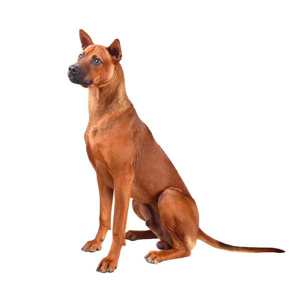 Sitter Valp Röd Thailändsk Ridgeback Hund Isolerad Vit Bakgrund — Stockfoto