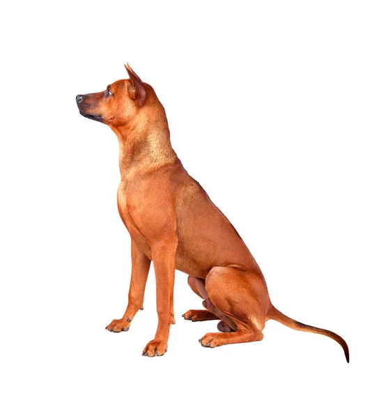 Zittende Rode Thai Ridgeback Hond Geïsoleerd Een Witte Achtergrond — Stockfoto