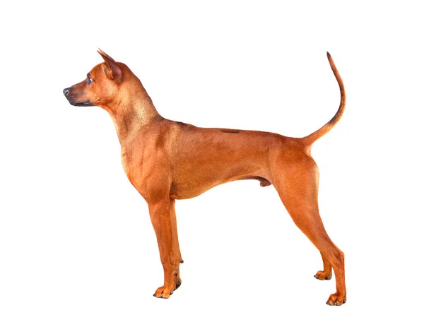 Stående Röd Thai Ridgeback Hund Isolerad Vit Bakgrund — Stockfoto