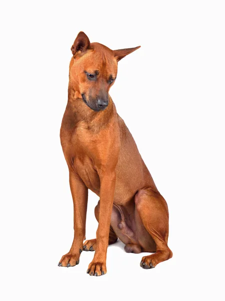 Sitzender Junger Roter Thai Ridgeback Hund Isoliert Auf Weißem Hintergrund — Stockfoto