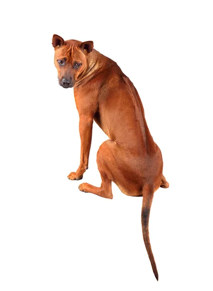 Blick Von Der Rückseite Des Niedlichen Jungen Thailändischen Ridgeback Hundes — Stockfoto