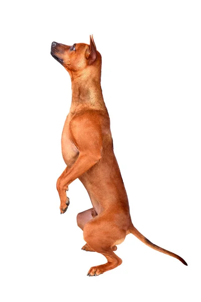 Tajski Pies Ridgeback Stoi Tylnych Nogach Patrzy Górę Robi Króliczka — Zdjęcie stockowe
