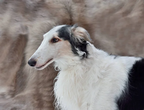 灰色背景下美丽的黑白相间的俄罗斯狼犬的肖像 — 图库照片