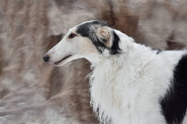 Portrait Beautiful Black White Russian Wolfhound Dog Gray Background — Stock Photo, Image