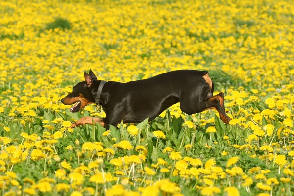 Niemiecki Pinscher Biegnie Żółtym Tle Pola Mniszki Lekarskiej — Zdjęcie stockowe