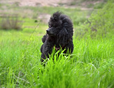 Güzel siyah kaniş yeşil çimlerde duruyor.