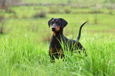 Tan-and-black German Pinscher ya da yeşil çimenlerde dikilen kuyruğu ve kulakları olmayan Doberman köpeği