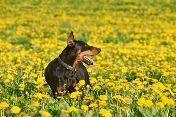 Doberman Pinscher Står Gula Maskrosor Fält Bakgrund — Stockfoto