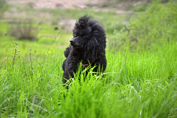 Beautiful Royal Black Poodle Standing Green Grass — Stock Photo, Image