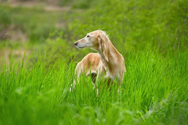 Krásný Borzoj Pes Saluki Nebo Kazašští Chrti Tazy Stojící Zelené — Stock fotografie