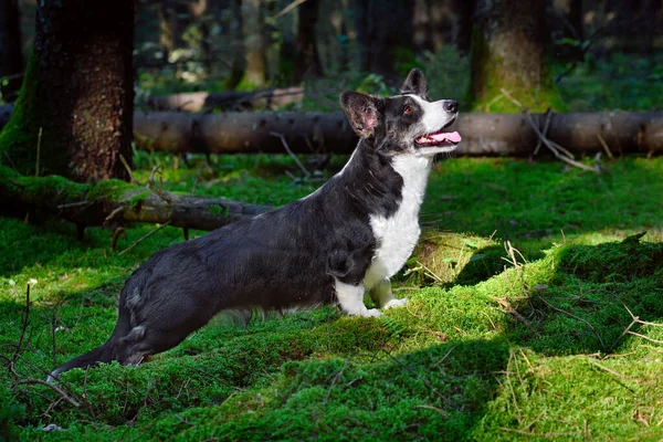 Cardigan Divertente Corgi Gallese Seduto Sul Muschio Verde Nella Foresta — Foto Stock