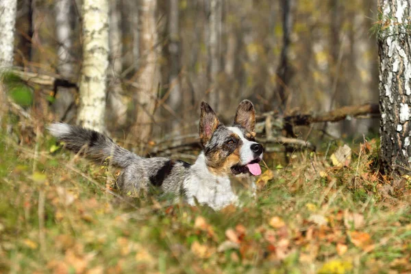 Merle Cardigan Walijski Corgi — Zdjęcie stockowe