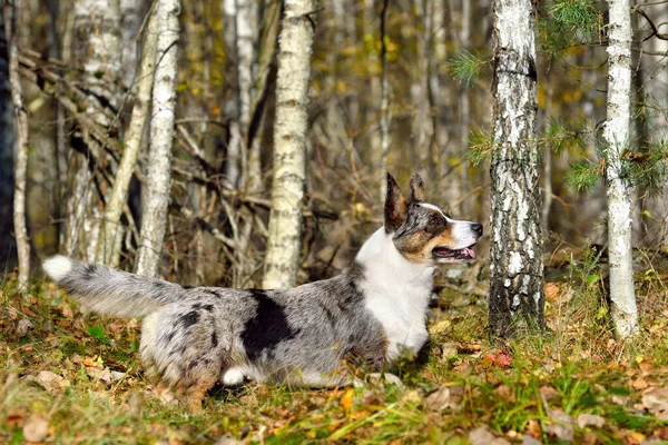 Αστεία Merle Cardigan Welsh Corgi Κάθεται Στο Δάσος Του Φθινοπώρου — Φωτογραφία Αρχείου