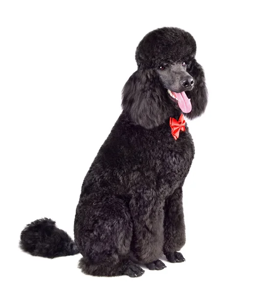 Poodle Preto Real Engraçado Gravata Vermelha Sentado Fundo Branco — Fotografia de Stock