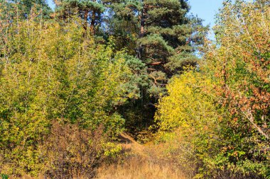 sonbahar orman manzarası